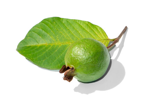 Close up Guava and leaves with shadow on white background.  (Scientific name Psidium guajava)の写真素材