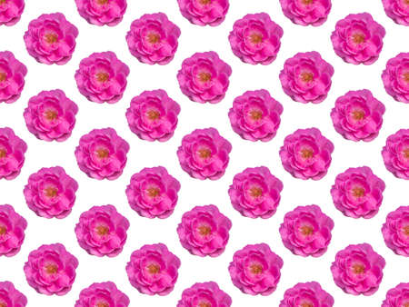 Pattern image, The Pink Damask Rose flower on white background.の写真素材