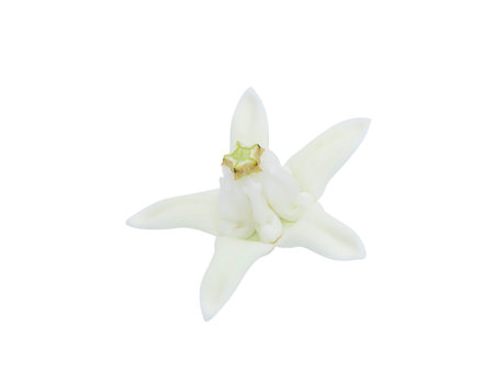Close up white Crown flower or Giant indian milkweed on white background with clipping path. (Scientific name Calotropis gigantea (Linn.) R.Br.ex Ait.)の写真素材