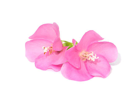 The Pink flower of dombeya tree on white background with soft shadow.の写真素材