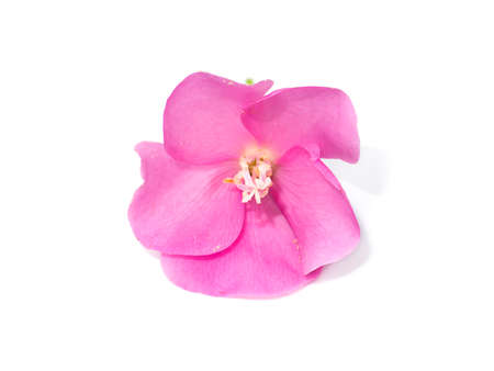 The Pink flower of dombeya tree on white background with soft shadow.の写真素材