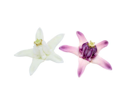 Close up white and purple Crown flower or Giant indian milkweed on white background. (Scientific name Calotropis gigantea (Linn.) R.Br.ex Ait.)の写真素材
