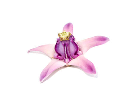 Close up soft purple Crown flower or Giant indian milkweed on white background. (Scientific name Calotropis gigantea (Linn.) R.Br.ex Ait.)の写真素材