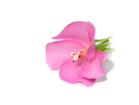 The Pink flower of dombeya tree on white background with soft shadow.の写真素材