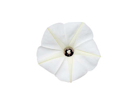Close up Obscure morning glory flower on white background with clipping path. (Scientific name Ipomoea obscura (L.) Ker Gawl.)の写真素材