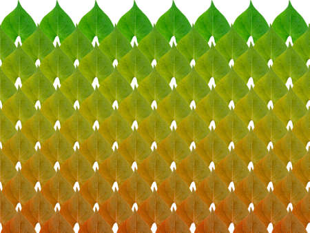 Pattern image the autumn of Obscure morning glory leave on white background.の写真素材