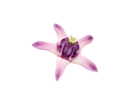 Close up A purple Crown flower or Giant indian milkweed on white background with clipping path. (Scientific name Calotropis gigantea (Linn.) R.Br.ex Ait.)の写真素材