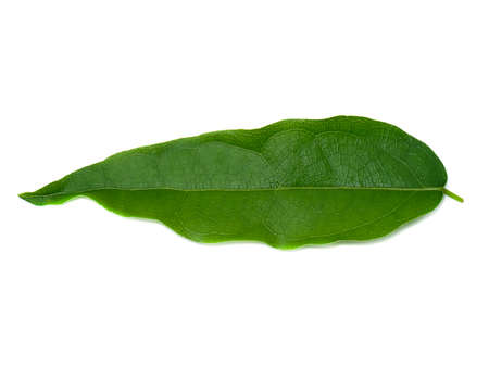 Close up leaves of the bamboo grass on white background. (Scientific name Tiliacora triandra (Colebr.) Diels.)の写真素材