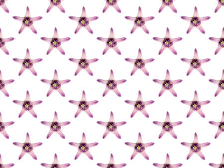 Pattern image of purple Crown flower or Giant indian milkweed on white background. (Scientific name Calotropis gigantea (Linn.))の写真素材