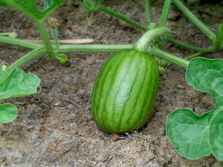 Close up young watermelon on the ground in the farm. (Scientific name Citrullus lanatus)の写真素材