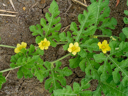 Close up watermelon flower on the ground in the farm. (Scientific name Citrullus lanatus)の写真素材