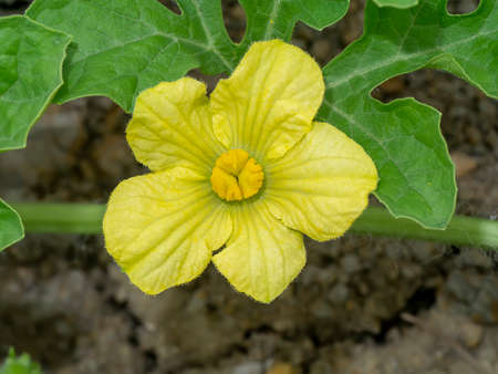 Close up watermelon flower on the ground in the farm. (Scientific name Citrullus lanatus)の写真素材