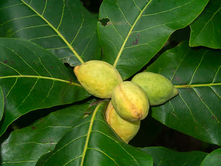 Fresh Tropical almond fruit, Bengal, Indian, Sea Almond, Olive-Bark with leaves. (Scientific name Terminalia catappa)の写真素材