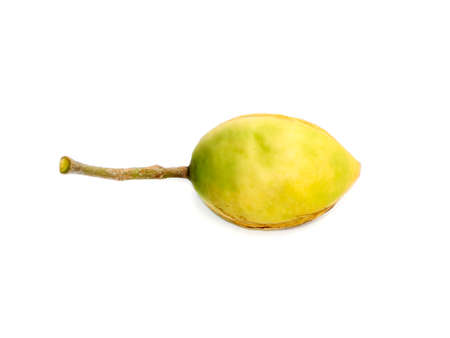 Fresh Tropical almond fruit, Bengal, Indian, Sea Almond, Olive-Bark on white background. (Scientific name Terminalia catappa)の写真素材