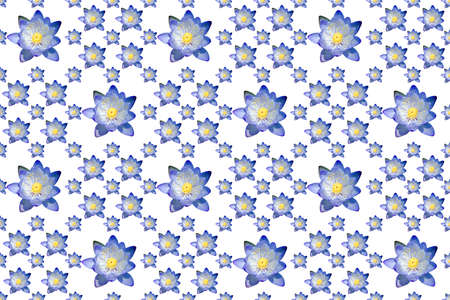 Pattern image of water lily flower on white background.の写真素材