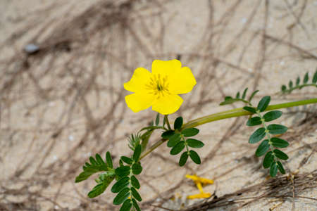 Close up the yellow flower of devil's thorn on blur background.