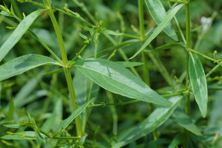 Close up of Kariyat leaves or The Creat plant (Scientific Name Andrographis paniculata (Burm.f.) Wall.)の写真素材