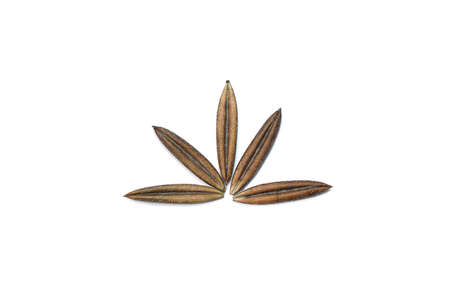 Close up of Kariyat or The Creat seeds on white background. (Scientific Name Andrographis paniculata...