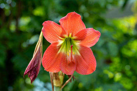 Close up Barbados lily flower. (Scientific name Hippeastrum johnsonii Bury.)の写真素材
