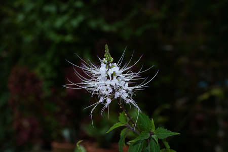 Close up Java tea, Kidney Tea Plant, Cat's Whiskers flower on dark background. (Scientific name Orthosiphon aristatus.)の写真素材