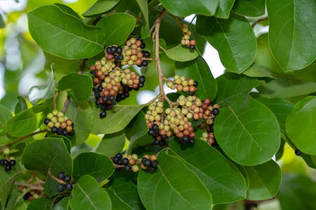 Black currant tree, Wild black berry with leaves. (Scientific name Antidesma ghaesembilla Gaertn.)の写真素材