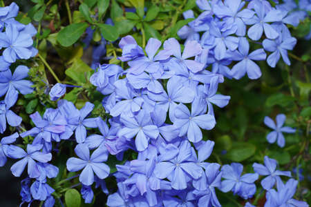 Blue flower of Cape leadwort in the garden. (Scientific name Plumbago auriculata)の写真素材