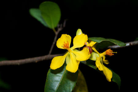Close up Micky Mouse flower on brach with dark background. (Scientific name Ochna kirkii Oliv.)の写真素材