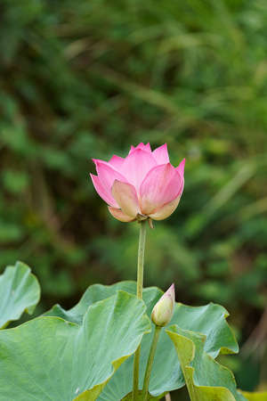Close up lotus flower with leaves on blur background. (Scientific name Nelumbo nucifera)の写真素材