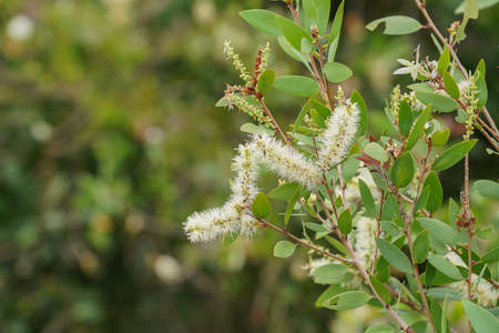 Close up of Melaleuca quinquenervia flower on blur background. (Scientific name Melaleuca quinquenervia (Cav.) S.T.Blake)の写真素材