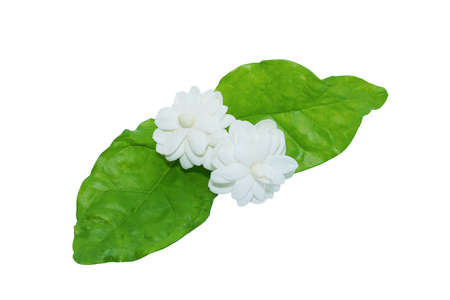 Close up jasmine flower and leaf on white background with  . (Scientific name Jasminum sambac (L.) Aiton)の写真素材
