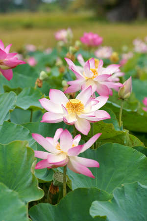 Close up lotus flower with leaves on blur background. (Scientific name Nelumbo nucifera)の写真素材