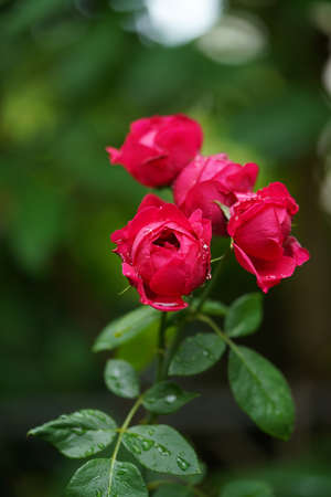 Close up Red eden
Climbing Rose flower with blur background.の写真素材