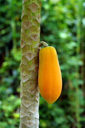 Close up papaya rip on tree with blur backgroud.の写真素材