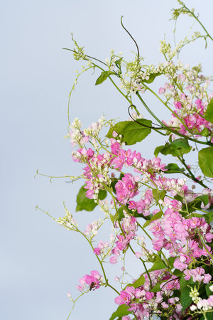 Close up of Mexican Creeper flower (Scientific name Antigonon leptopus)の写真素材