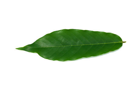 Close up Yellow Chinese Desmos leaf on white background. (Scientific name Desmos chinensis Lour)の写真素材