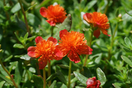 Close up of Portulaca flower (Scientific name Portulaca oleracea).の写真素材