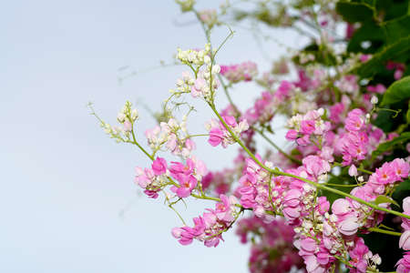 Close up of Mexican Creeper flower (Scientific name Antigonon leptopus)の写真素材