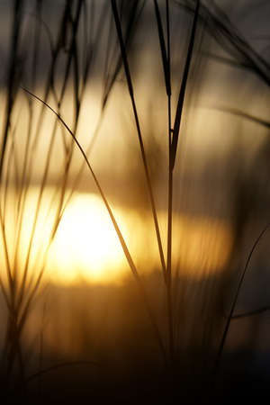 Silhouette of grass with sunlight background.の写真素材