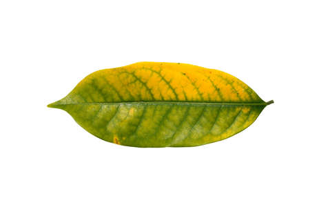 Close up of jackfruit leaf isolate on white background with  .の写真素材