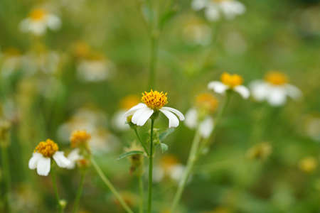 Close up beggar's tick, broom stick, Spanish needle flower. (Scientific name Bidens pilosa)の写真素材