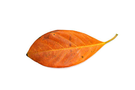 Close up of jackfruit leaf on white background with soft shadow.の写真素材
