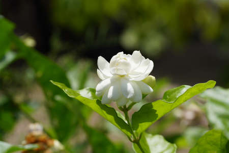 Close up of white jasmine flower with leaf on blur background. (Scientific name Jasminum sambac Mysore Mulli.)の写真素材