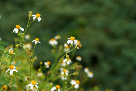 Close up beggar's tick, broom stick, Spanish needle flower. (Scientific name Bidens pilosa)の写真素材