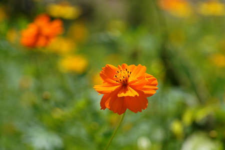 Close up orange cosmos flower with blur background.の写真素材