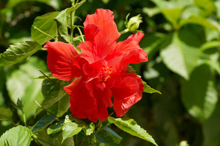 Close up Red rose mallow, Chinese rose flower. (Scientific name Hibiscus rosa sinensis.)の写真素材