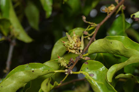 Close up flower of Dendrophthoe pentandra plant on tree.の写真素材