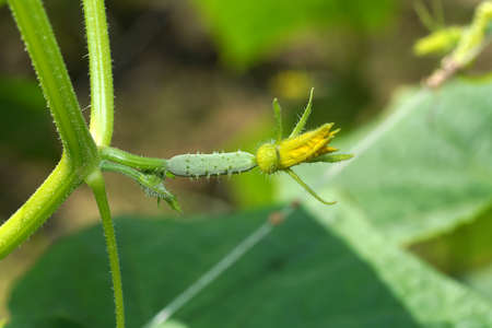 Close up Cucumber flower with blur background. (Scientific name Cucumis sativus)の写真素材