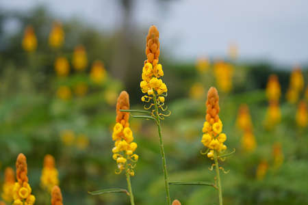 Close up Ringworm bush flower with blur background. (Scientific name Cassia alata (L.) Roxb.)の写真素材