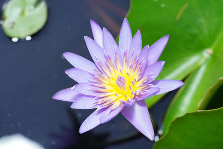 Close up water lily flower. (Scientific name Nymphaea nouchali Burm)の写真素材