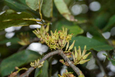 Close up flower of Dendrophthoe pentandra plant on tree.の写真素材